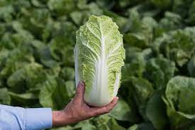 Napa Cabbage