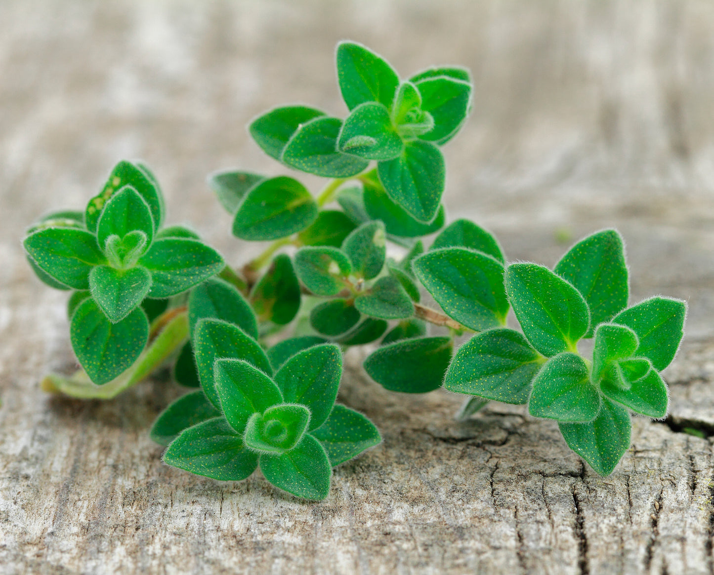 Oregano