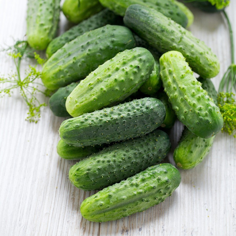 Pickling Cucumbers
