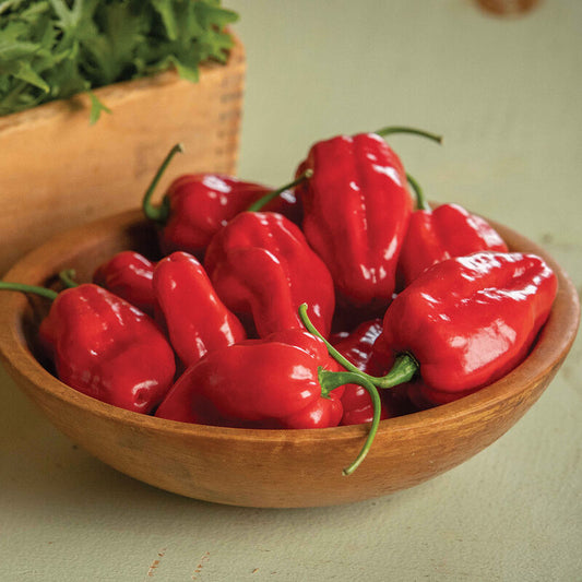 Roulette Heatless Habaneros