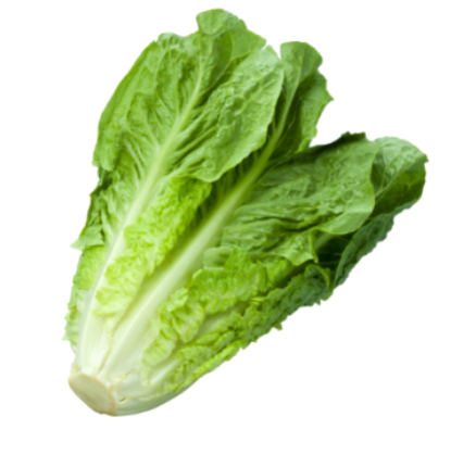 Mini Romaine