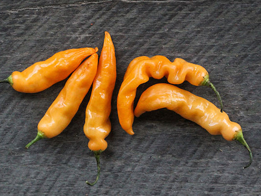 *ORGANIC* Hot Pepper Sugar Rush Peach-ON SALE!