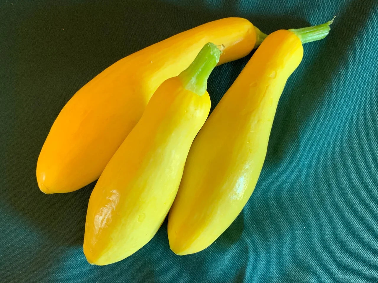 Squash, Yellow Fancy