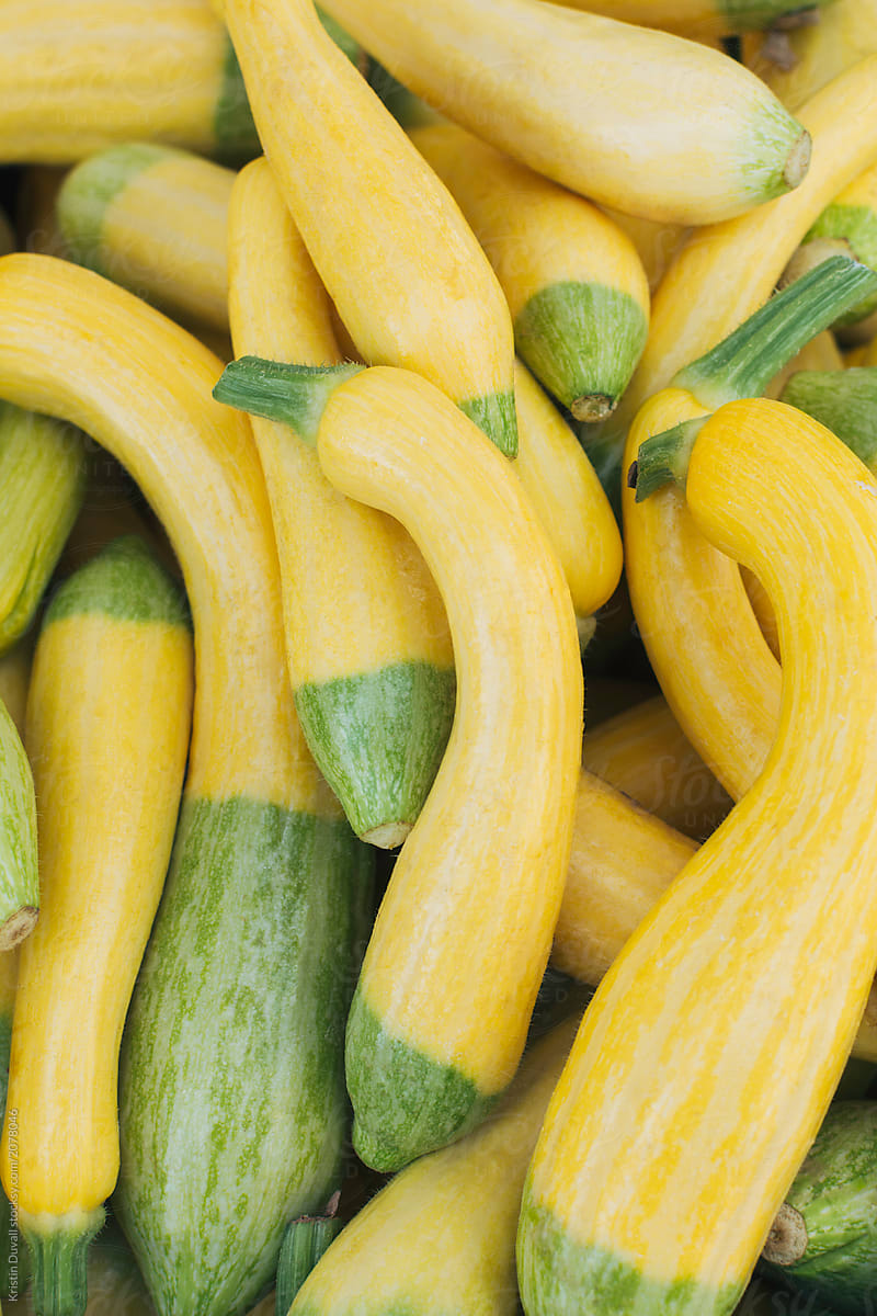 Zephyr Squash
