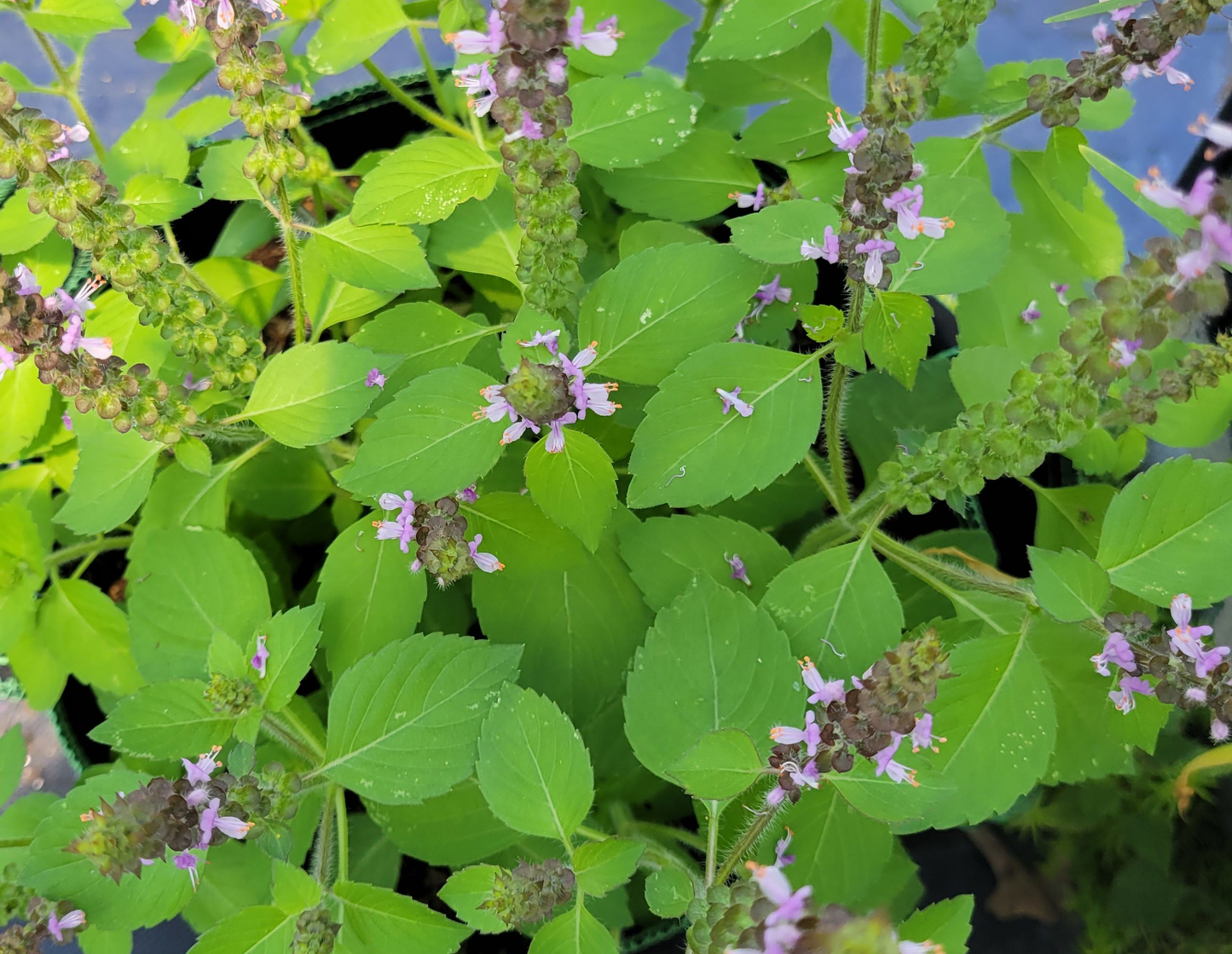 *ORGANIC* Basil