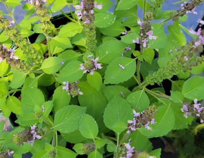*ORGANIC* Basil