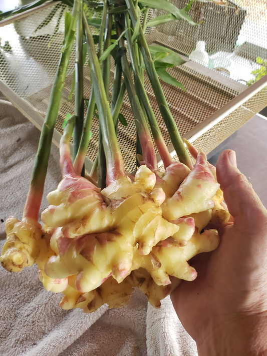 *ORGANIC* Fresh Ginger w/ leaves