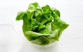 Green Butter Lettuce