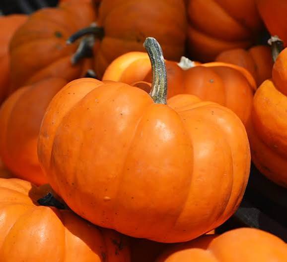 Pie Pumpkin