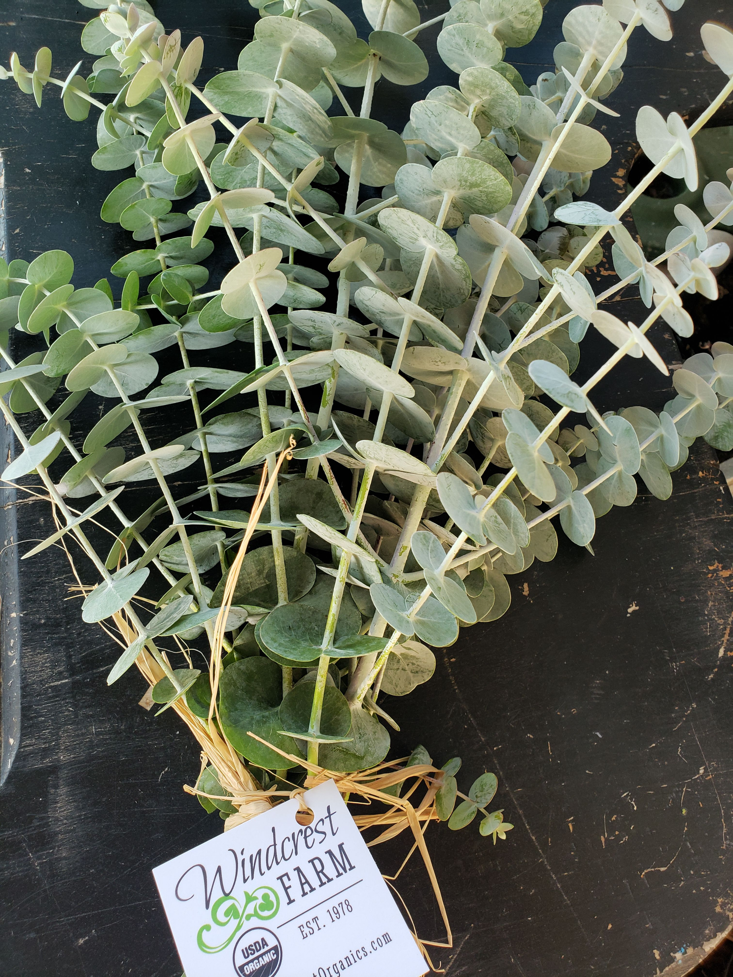 *ORGANIC* Eucalyptus Bunch