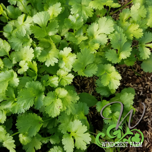 *ORGANIC* Cilantro