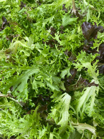 Leaf Lettuce-Lick Branch Farm